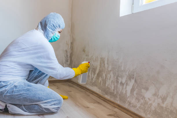 Licensed Attic Mold Removal service in Luthersburg, PA - WQB Mold Removal