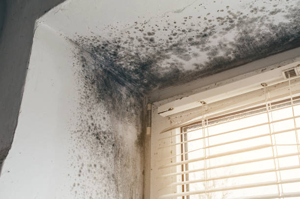 Affordable Attic Mold Removal solutions in Luthersburg, PA