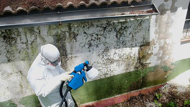 Top rated local Attic Mold Removal specialists in Luthersburg, PA